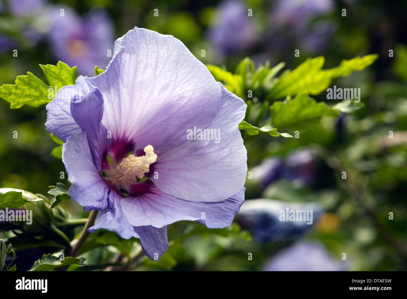 Potsdam-Bornim, Karl-Foerster-Garten, Förster Residenz Stockfoto