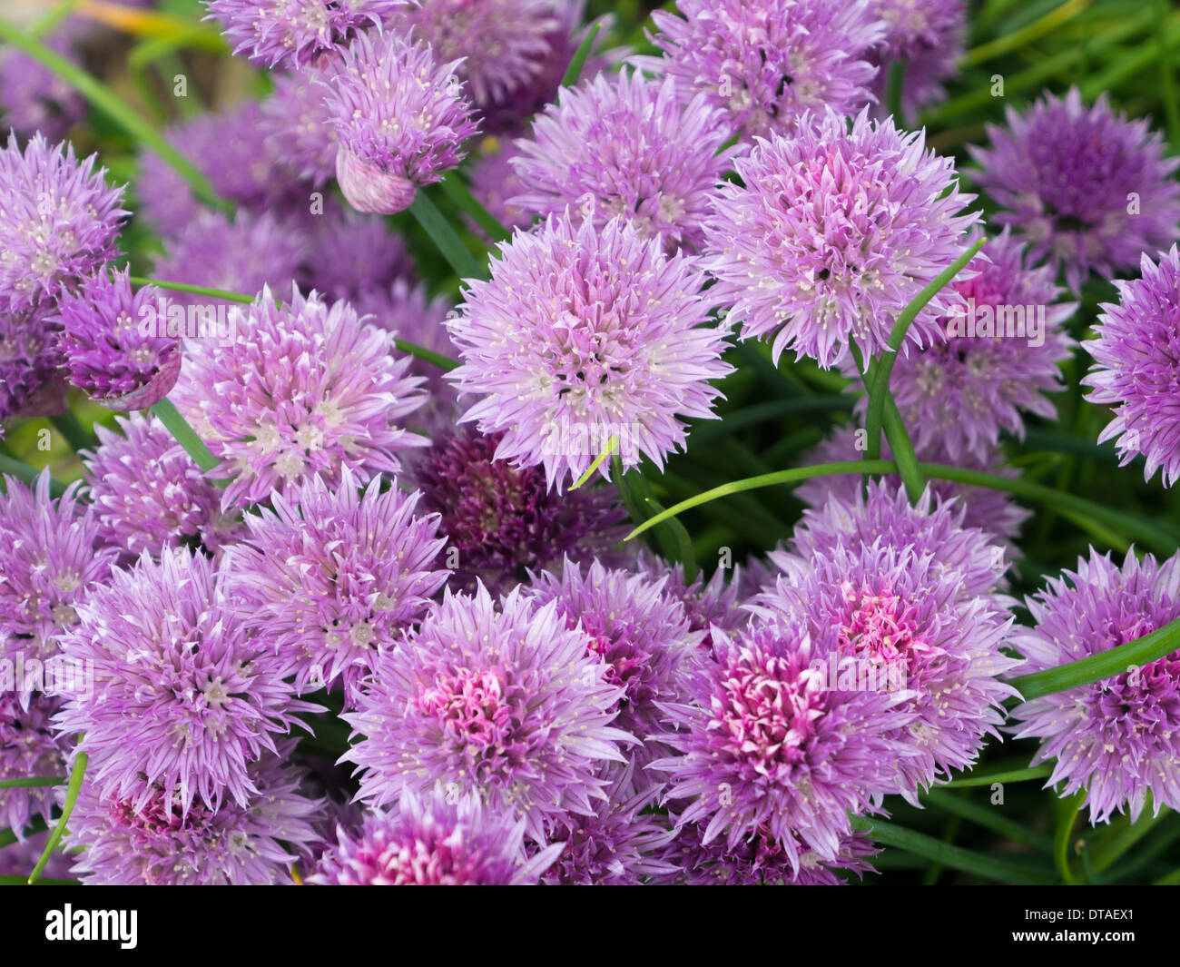 Schnittlauch-Blumen Stockfoto