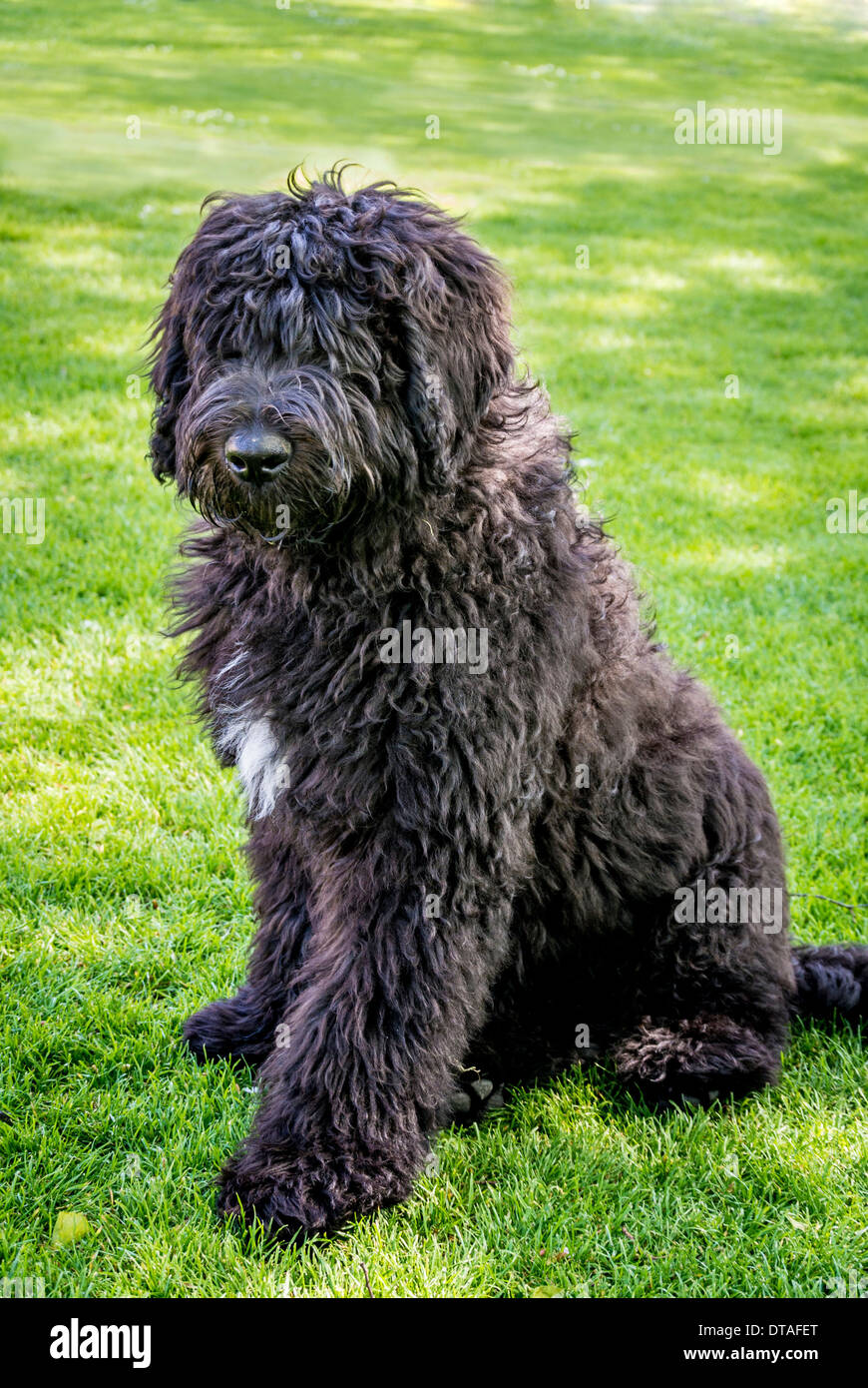 Schwarzer Labradoodle-Hund auf Gras sitzend Stockfoto