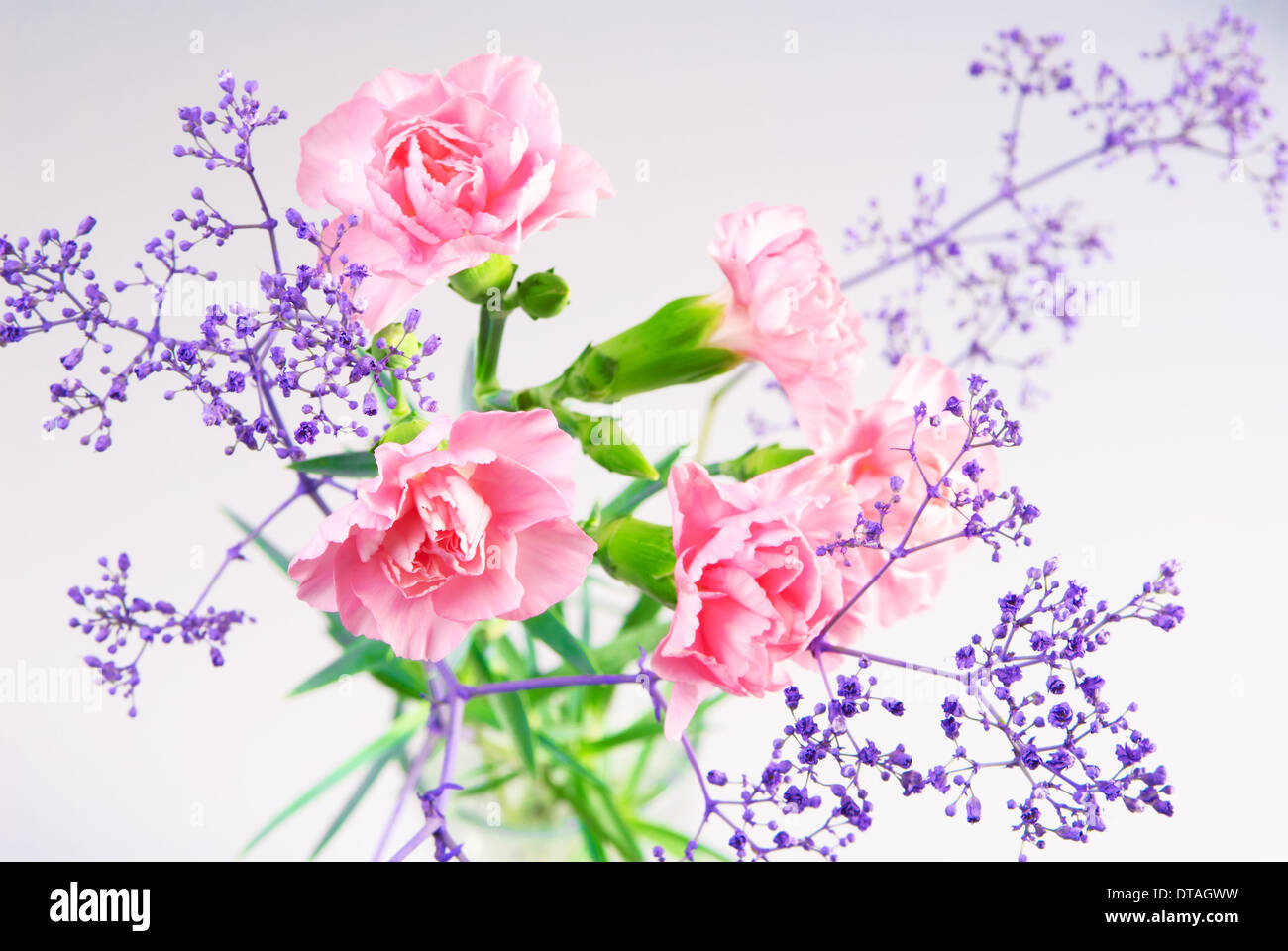 Bouquet von rosa Nelken. Ansicht von oben Stockfoto