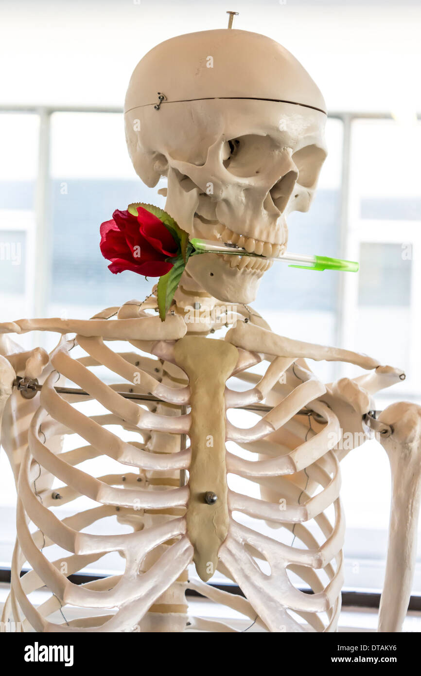 Skelett mit Rose in seine Zähne - keine Verkäufe auf Alamy oder sonstwo Stockfoto