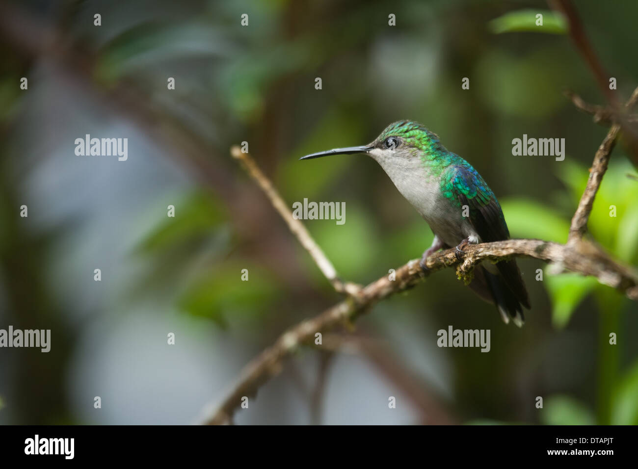 Unter der Leitung von Violet Kolibri Klais Guimeti im Regenwald im