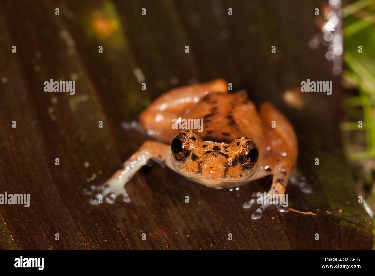 Frosch, unbekannte Arten im Regenwald im Burbayar Nature Reserve, Provinz Panama, Republik von Panama. Stockfoto