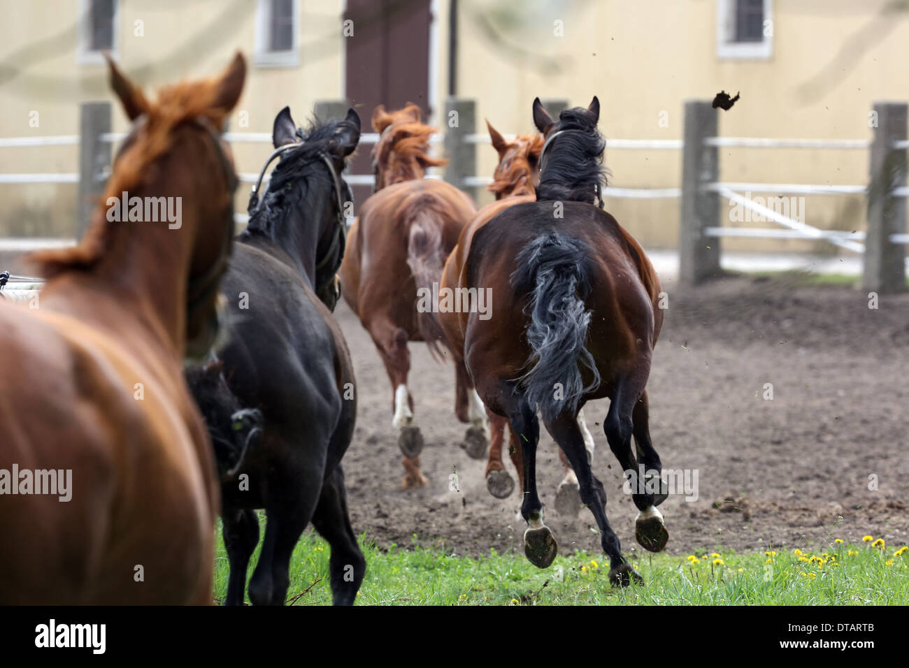 Graditz, Deutschland, Pferde galoppieren zu ihrem Stall Stockfoto