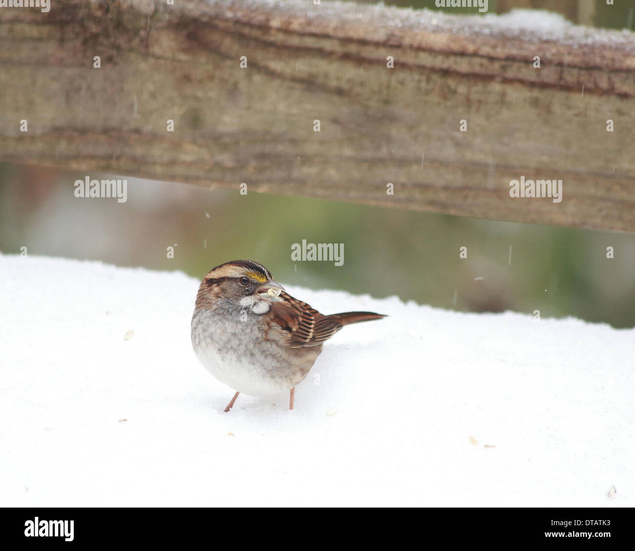 Columbia, South Carolina, USA. 12. Februar 2014. Vögel auf der Suche nach Nahrung nach Freek Schnee und Eis-Sturm 02.12.14 Bild von Catherine Brown/Brian Jordan/Alamy Live-Nachrichten Stockfoto