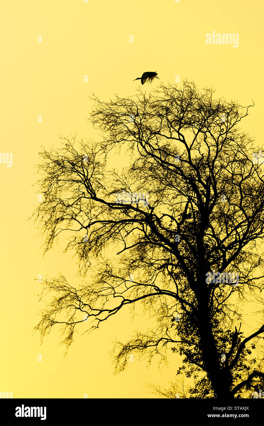 Silberreiher fliegen aus einer Baumkrone, Silhouette gegen den Morgenhimmel. Stockfoto