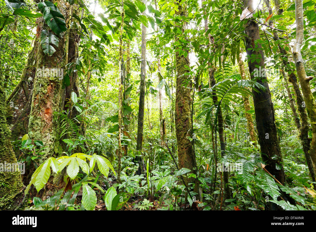 Innenraum des tropischen Regenwaldes im oberen Amazonasbecken in Ecuador Stockfoto