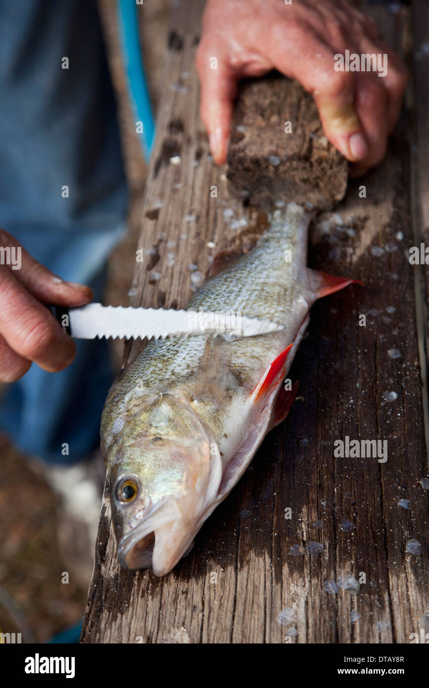 Schaben Skalen aus Fisch mit Küchenmesser, close-up Stockfoto