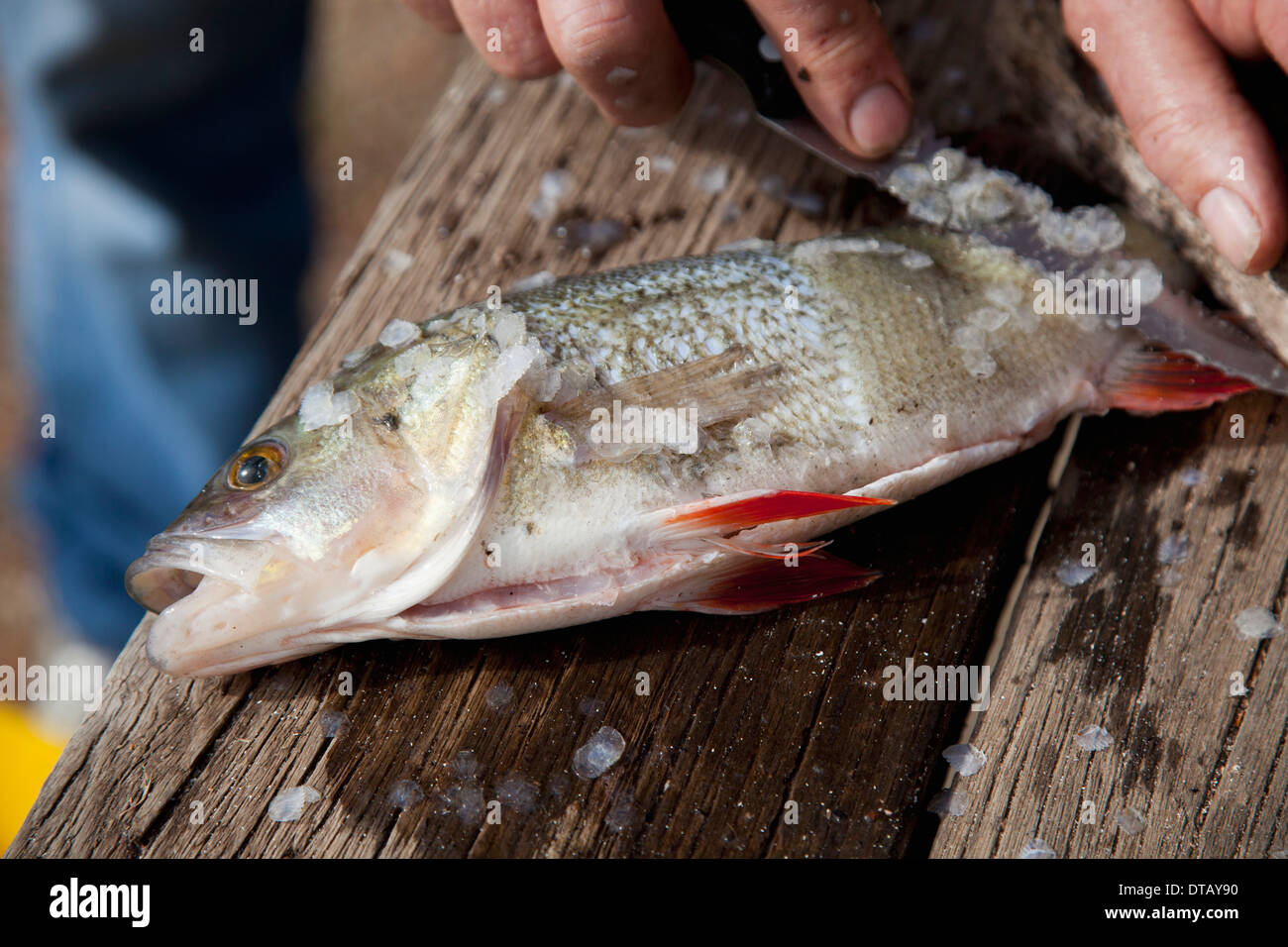 Schaben Skalen aus Fisch mit Messer, close-up Stockfoto