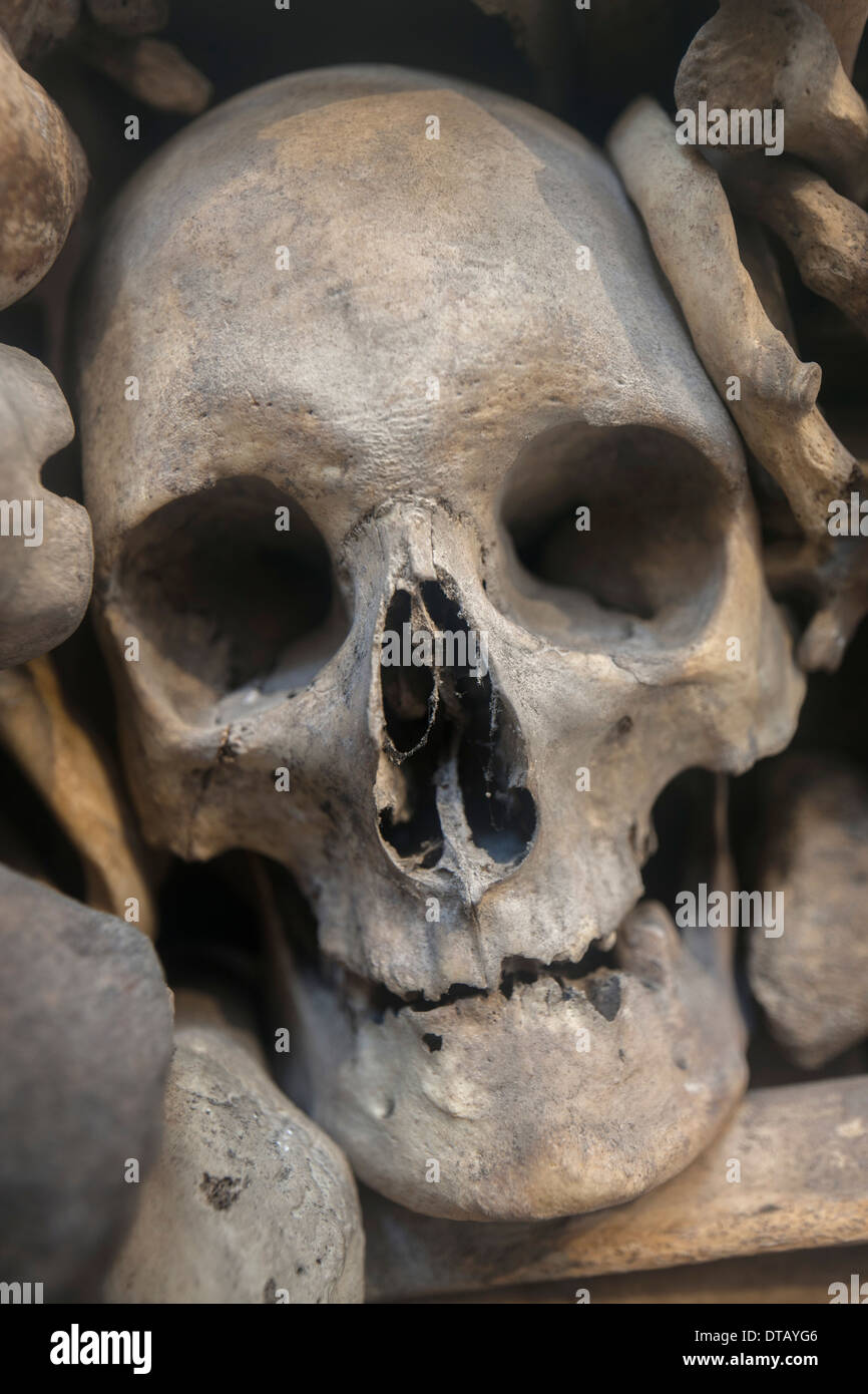 Menschlicher Schädel eingebettet zwischen verschiedenen Knochen, Nahaufnahme Stockfoto