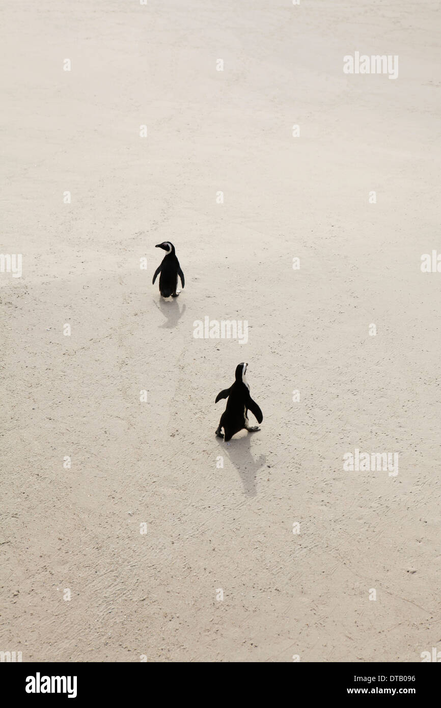 Zwei Pinguine gehen auf Sand, Simons Town, Südafrika Stockfoto