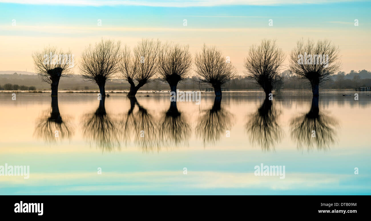 Eine Reihe von verfing Weiden, Silhouette gegen die überfluteten Landschaft von Somerset Levels. Stockfoto
