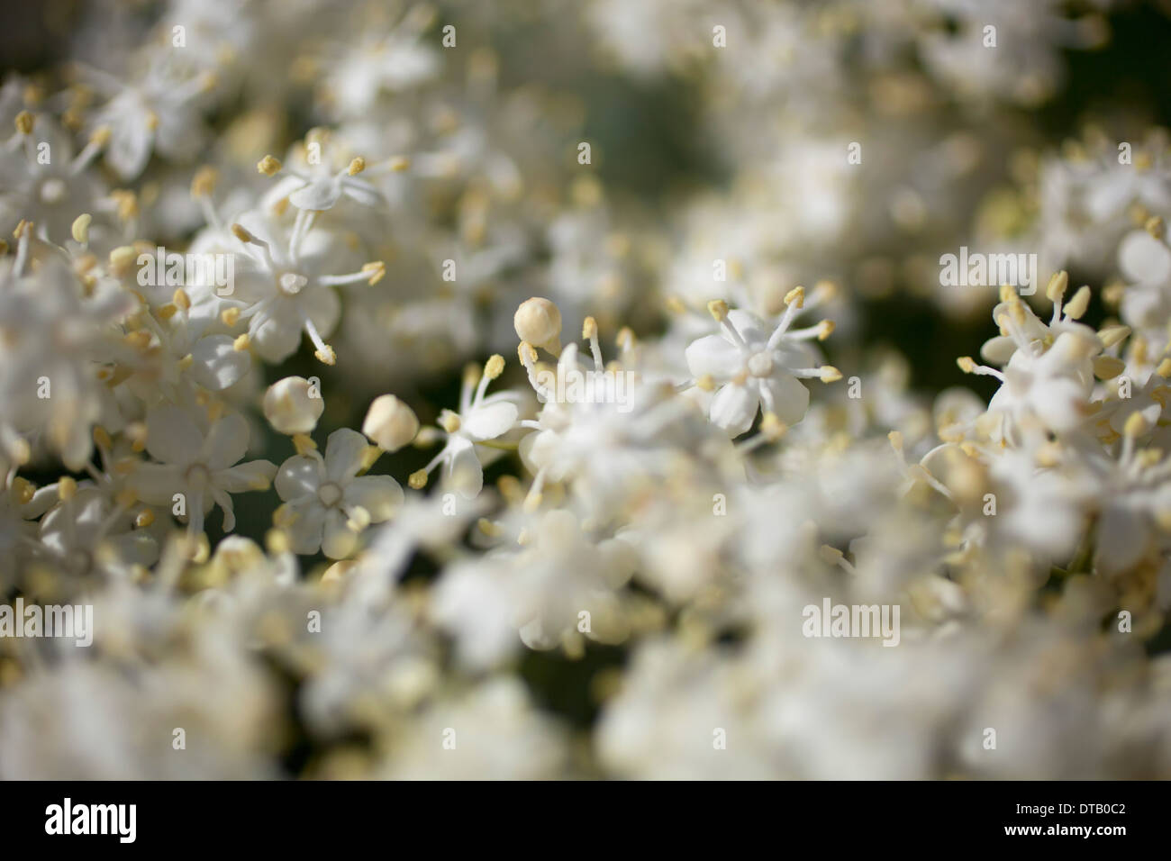 Close - Up der weiße Blume Stockfoto