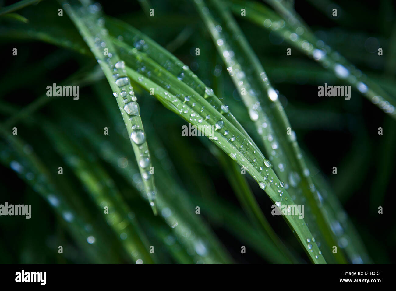 Regentropfen auf den Blättern Stockfoto