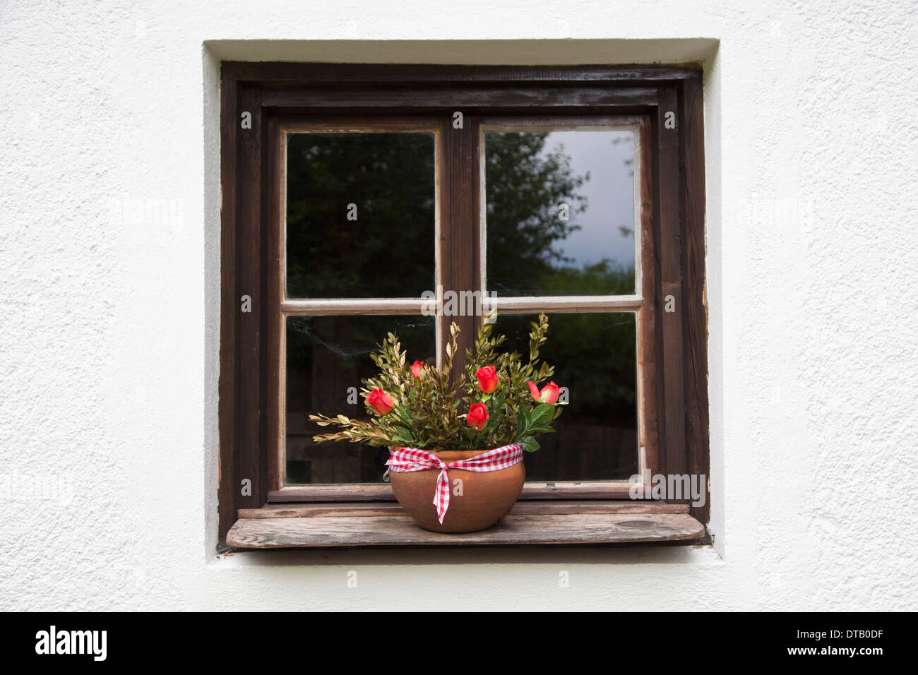 Topfpflanze auf der Fensterbank Stockfoto