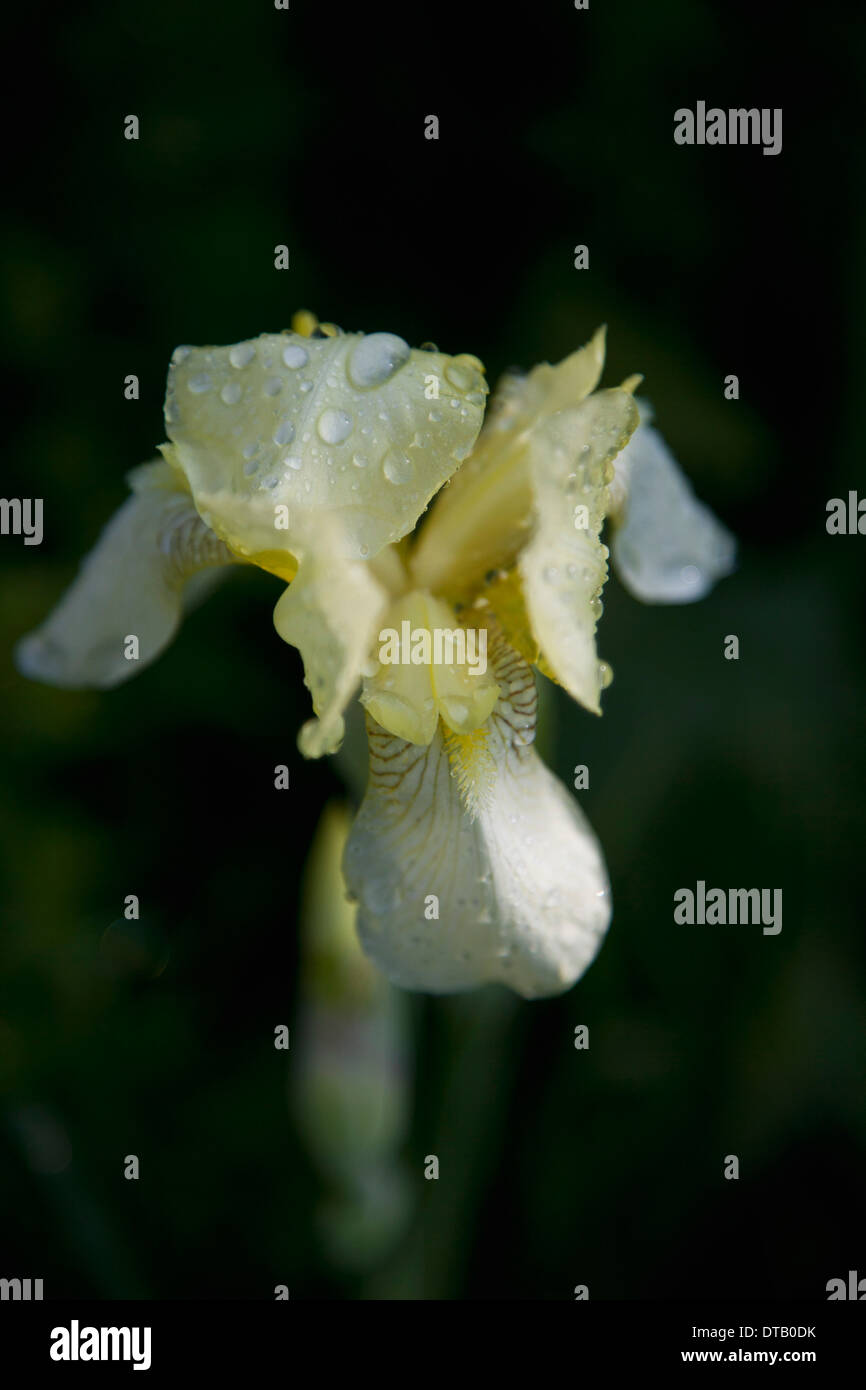 Close - Up der Blume Stockfoto