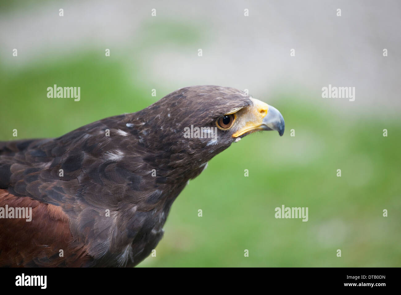 Nahaufnahme des Adlers Stockfoto