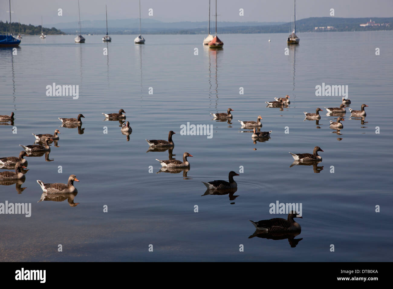 Enten auf dem Wasser schwimmt Stockfoto