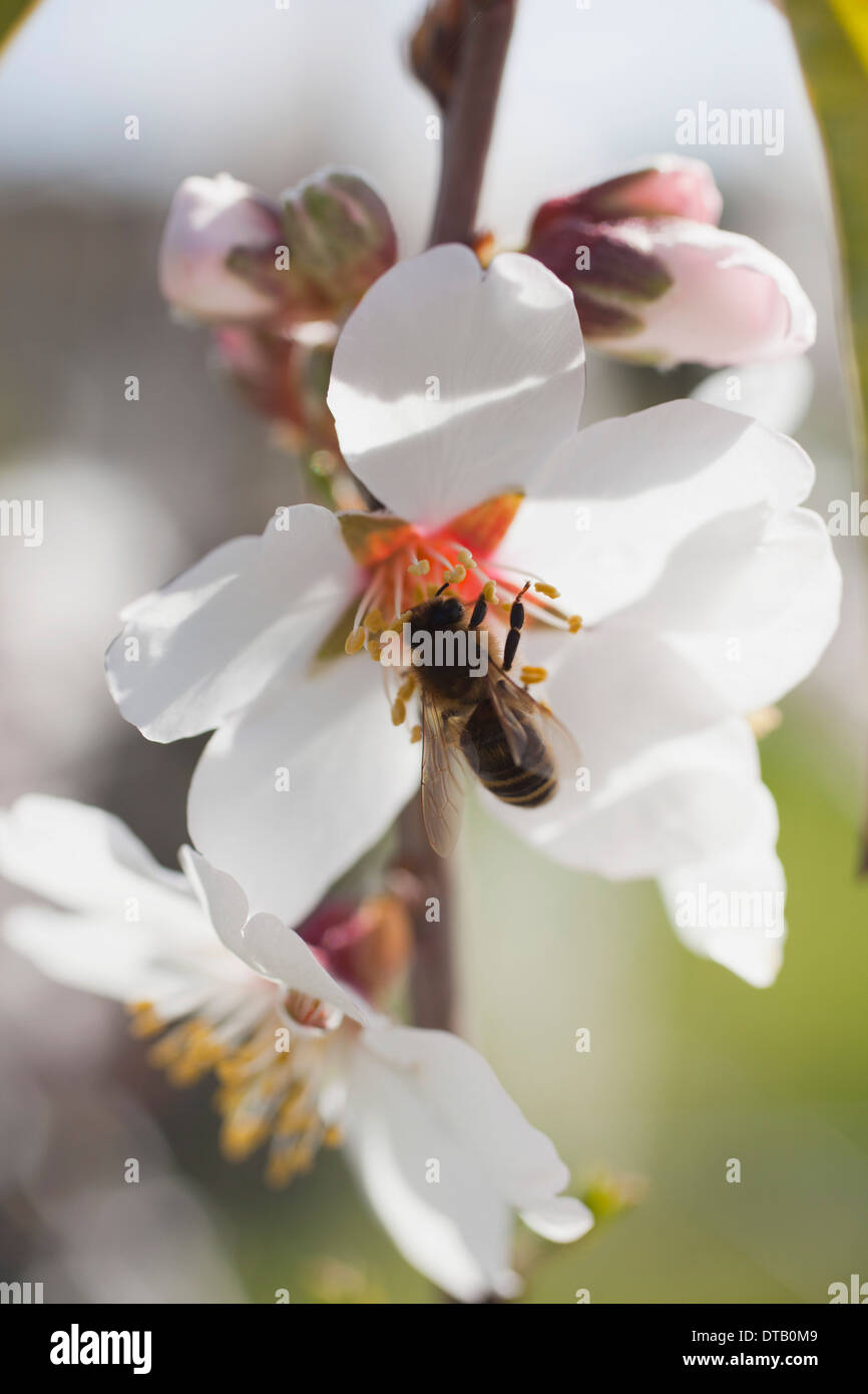 Honigbiene auf Kirschblüte Stockfoto