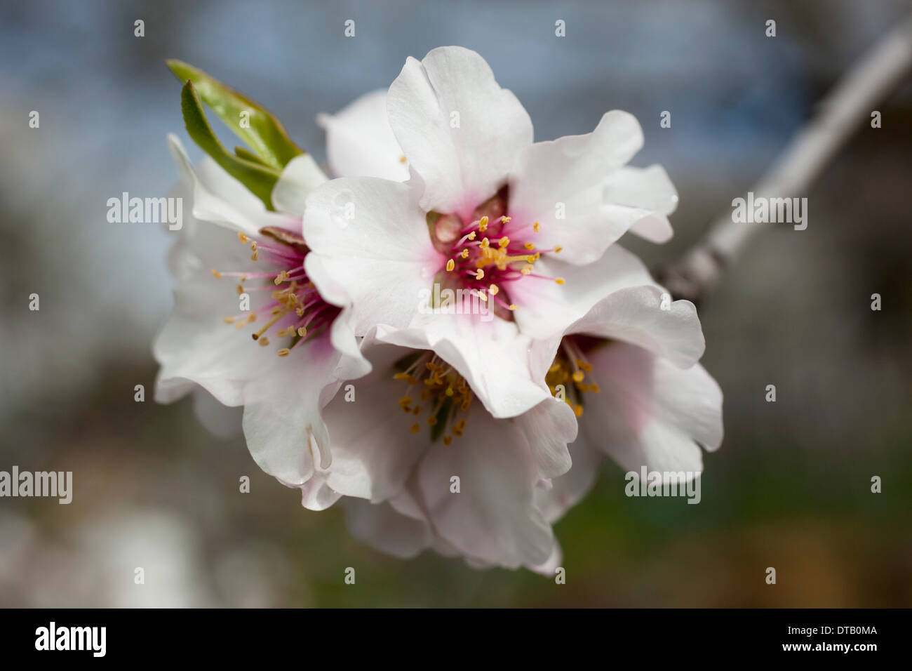 Nahaufnahme der Kirschblüte Stockfoto