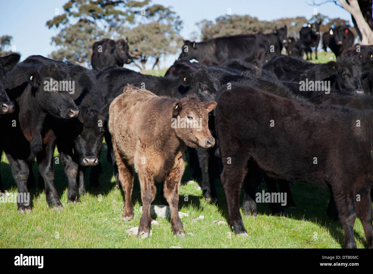 Gruppe der Kühe stehen auf dem Rasen Stockfoto