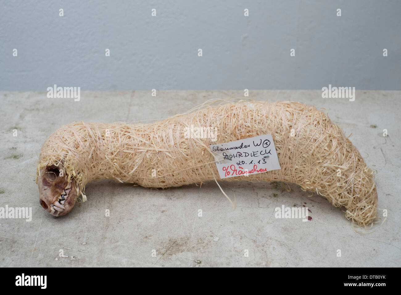 Verpackte Tier Skelett, Nahaufnahme Stockfoto