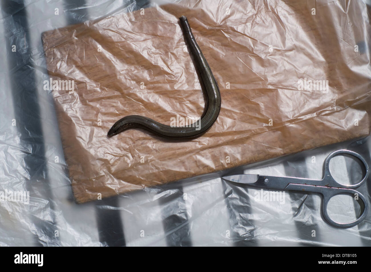 Wurm und Scheren auf Kunststoff, Nahaufnahme Stockfoto