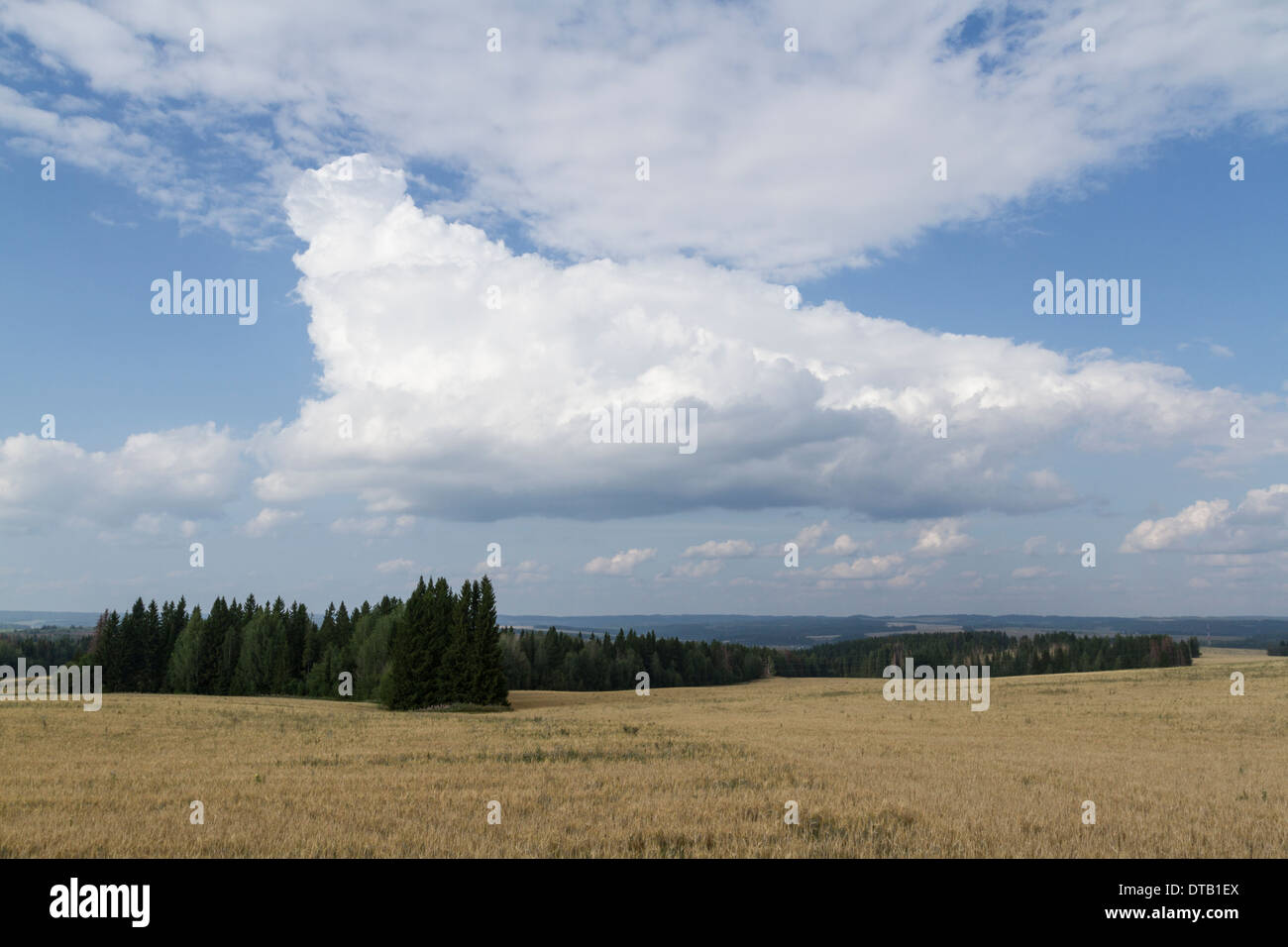 Kornfelder im Igra Bereich, Udmurtien, Russland Stockfoto