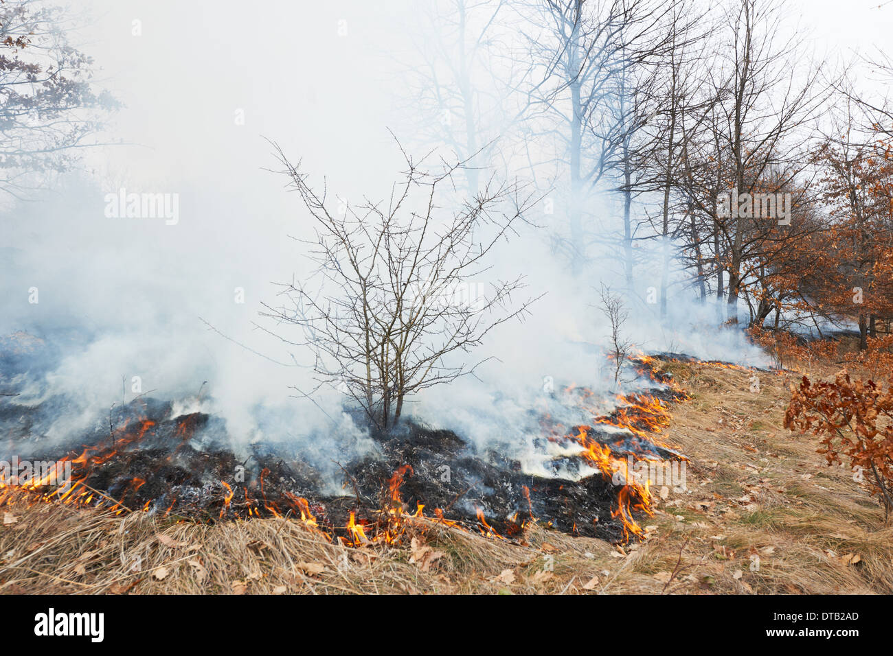 Katastrophe in Eiche Waldbrand im Winterwald Stockfoto