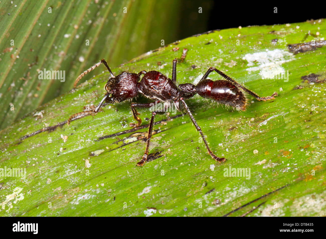 Aufzählungszeichen oder Conga Ameise (Paraponeragroße Clavata) in den Regenwald Unterwuchs, Ecuador Stockfoto