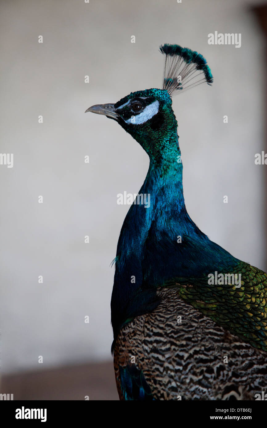 Nahaufnahme von Pfau Stockfoto