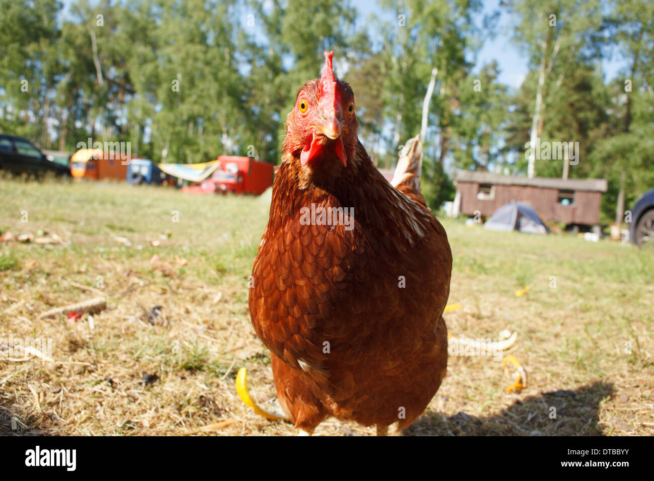 Wittstock / Dosse, Deutschland, freilaufenden Hühnern aus autark Stockfoto