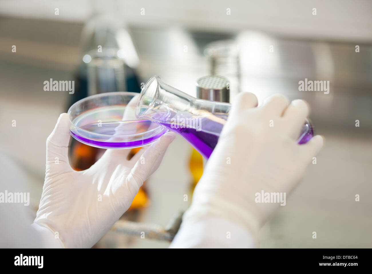 Wissenschaftler, die lila Flüssigkeit in Petrischale gießen Stockfoto