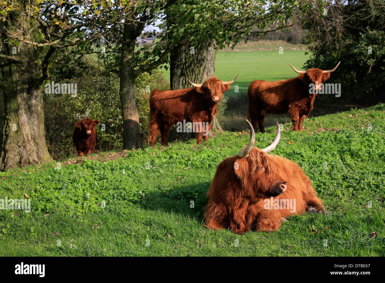 Wesel, Deutschland, schottische Hochlandrinder Stockfoto