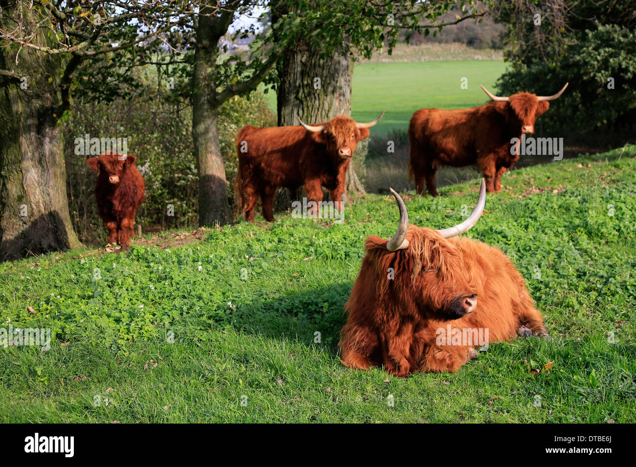 Wesel, Deutschland, schottische Hochlandrinder Stockfoto