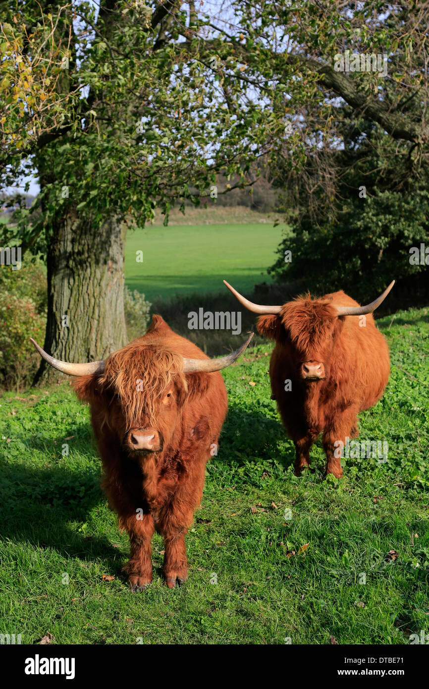 Wesel, Deutschland, schottische Hochlandrinder Stockfoto