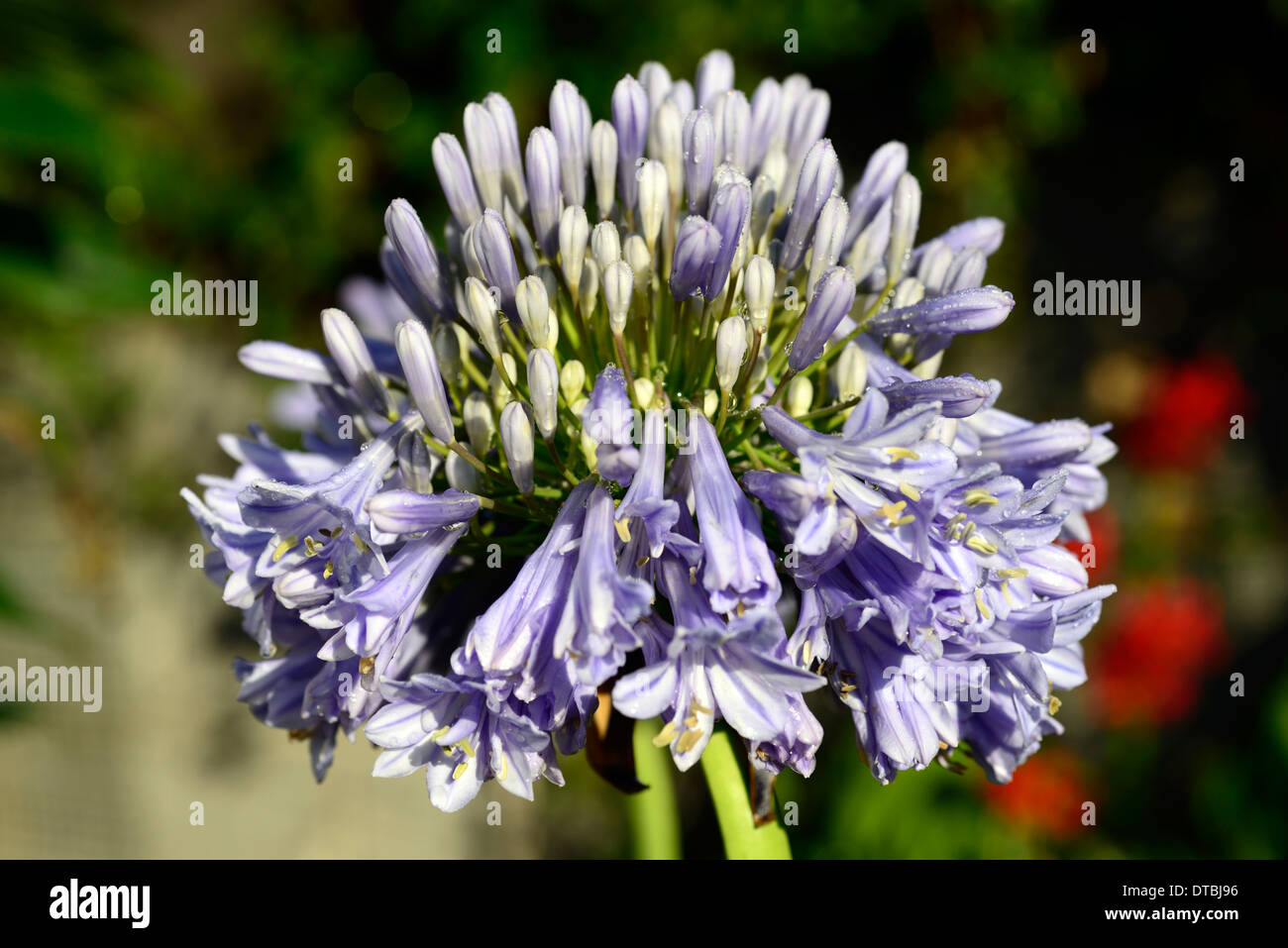 Agapanthus Glenavon blassen Pastell blau weißen Streifen gestreiften stripey Blütenblätter Blumen Stauden ungeöffnet geschlossen nicht offen entstehen Stockfoto