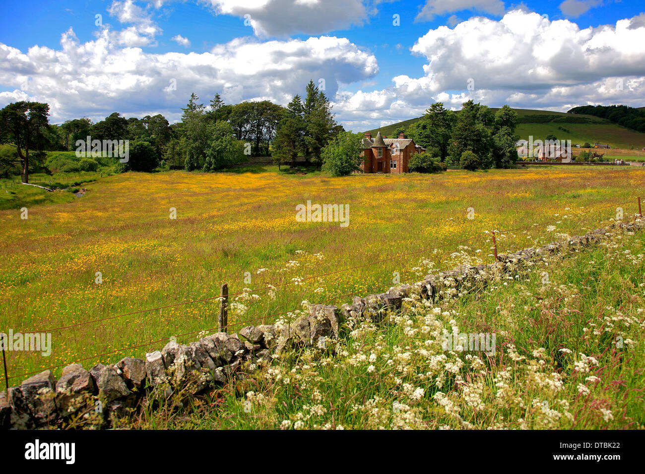 Sommer Blumen Wiese Thankerton Dorf oberen Tweeddale Schottland Großbritannien UK Stockfoto