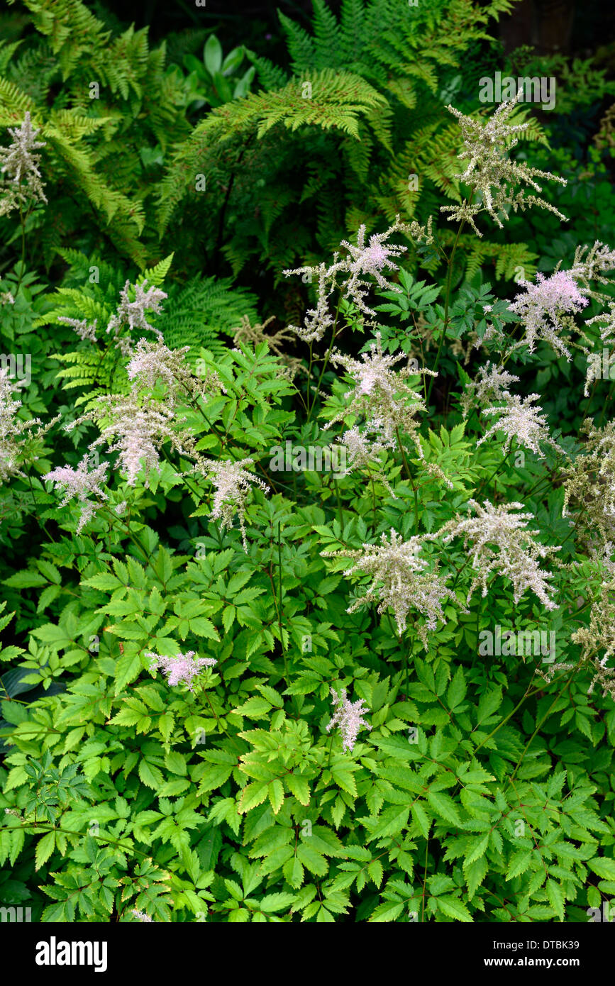 Astilbe Simplicifolia Dryopteris Farn rosa Blumen Blte Rispe Rispen  Pflanze Portrts Stauden Mischung gemischt, Pflanzung Stockfotografie -  Alamy