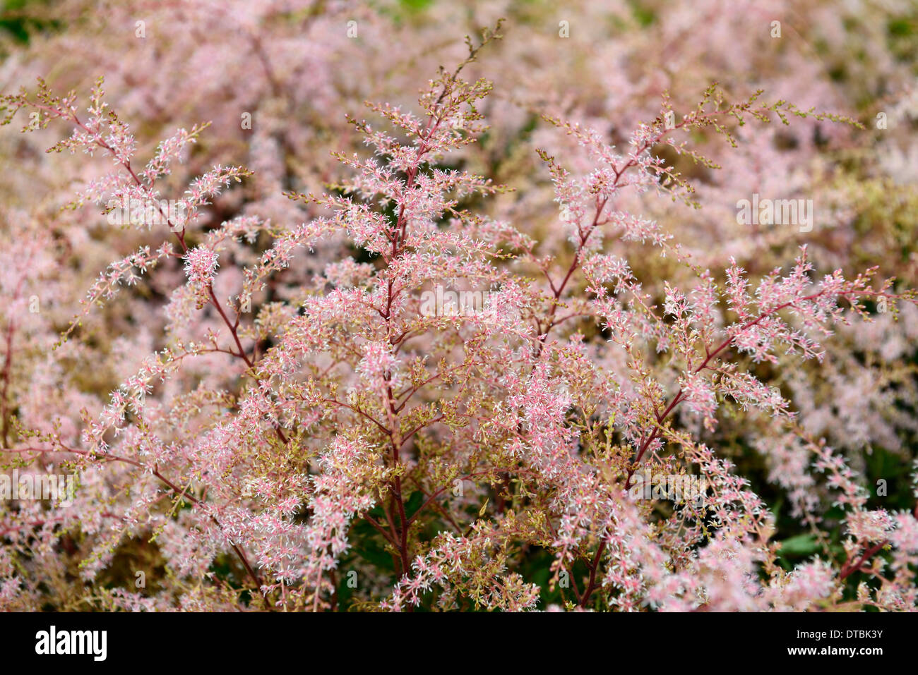 Astilbe Simplicifolia Sprite rosa Sommerblumen Rispe Rispen blühende Pflanze  Porträts, die Stauden Zwerg Stockfotografie - Alamy