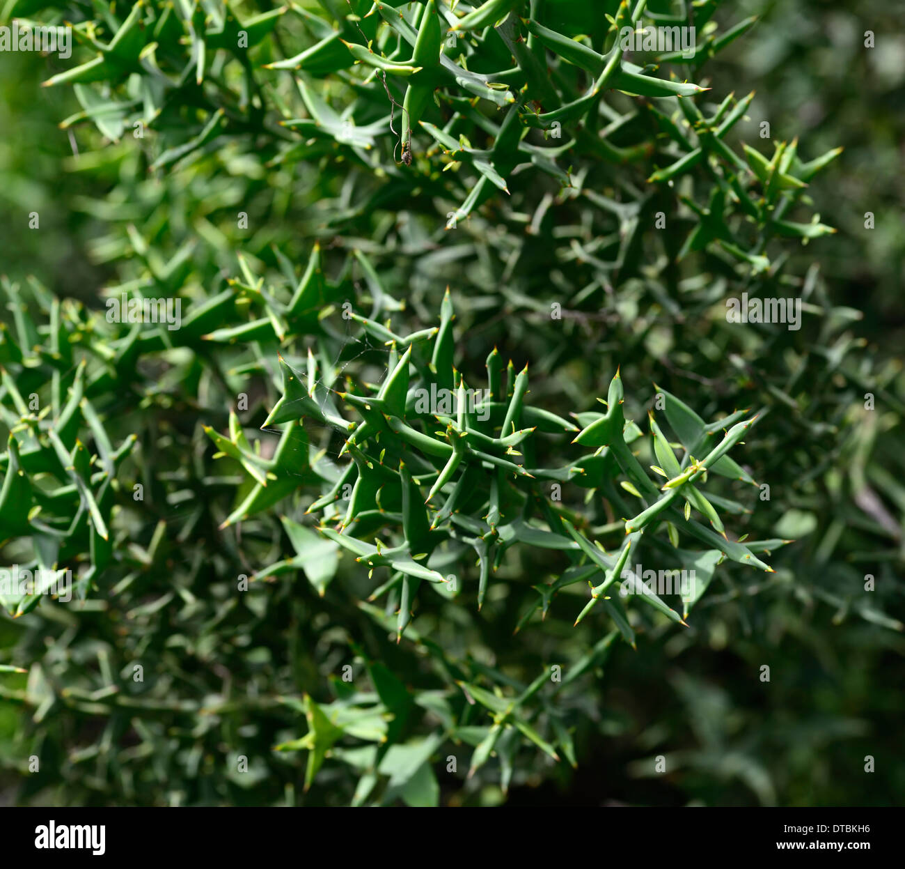 Colletia Paradoxa grünen saftigen Spitze Spitzen Dorn Dornen dornigen spitzen Stacheln Wirbelsäule architektonische Zierpflanze Stockfoto