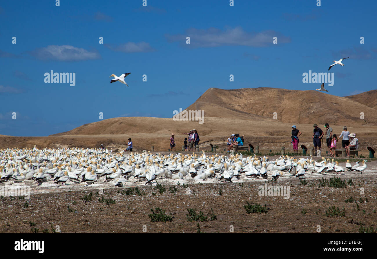 Cape Kidnappers und Tölpelkolonie, Hawke Bay in der Nähe von Hastings, Nordinsel, Neuseeland Stockfoto