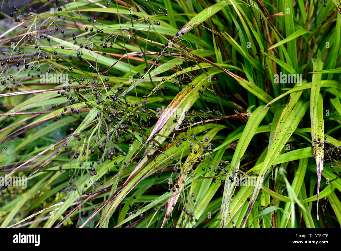 Dianella Tasmanica Tasman Flachs-Lilie grüne Blätter Laub Riemen wie Riemchen mehrjährige lila Beere Beeren Stockfoto