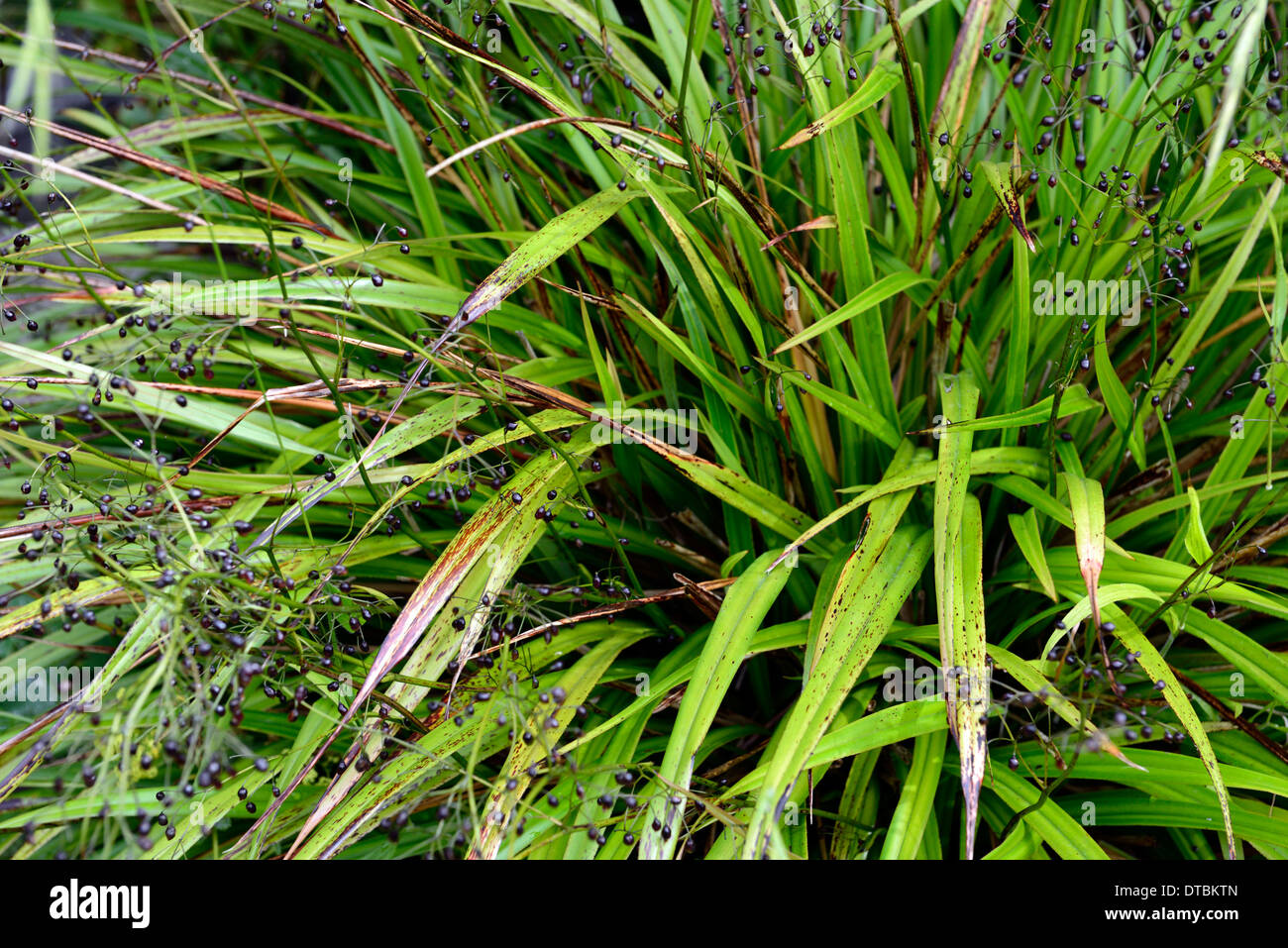 Dianella Tasmanica Tasman Flachs-Lilie grüne Blätter Laub Riemen wie Riemchen mehrjährige lila Beere Beeren Stockfoto