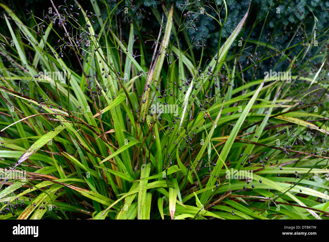 Dianella Tasmanica Tasman Flachs-Lilie grüne Blätter Laub Riemen wie Riemchen mehrjährige lila Beere Beeren Stockfoto