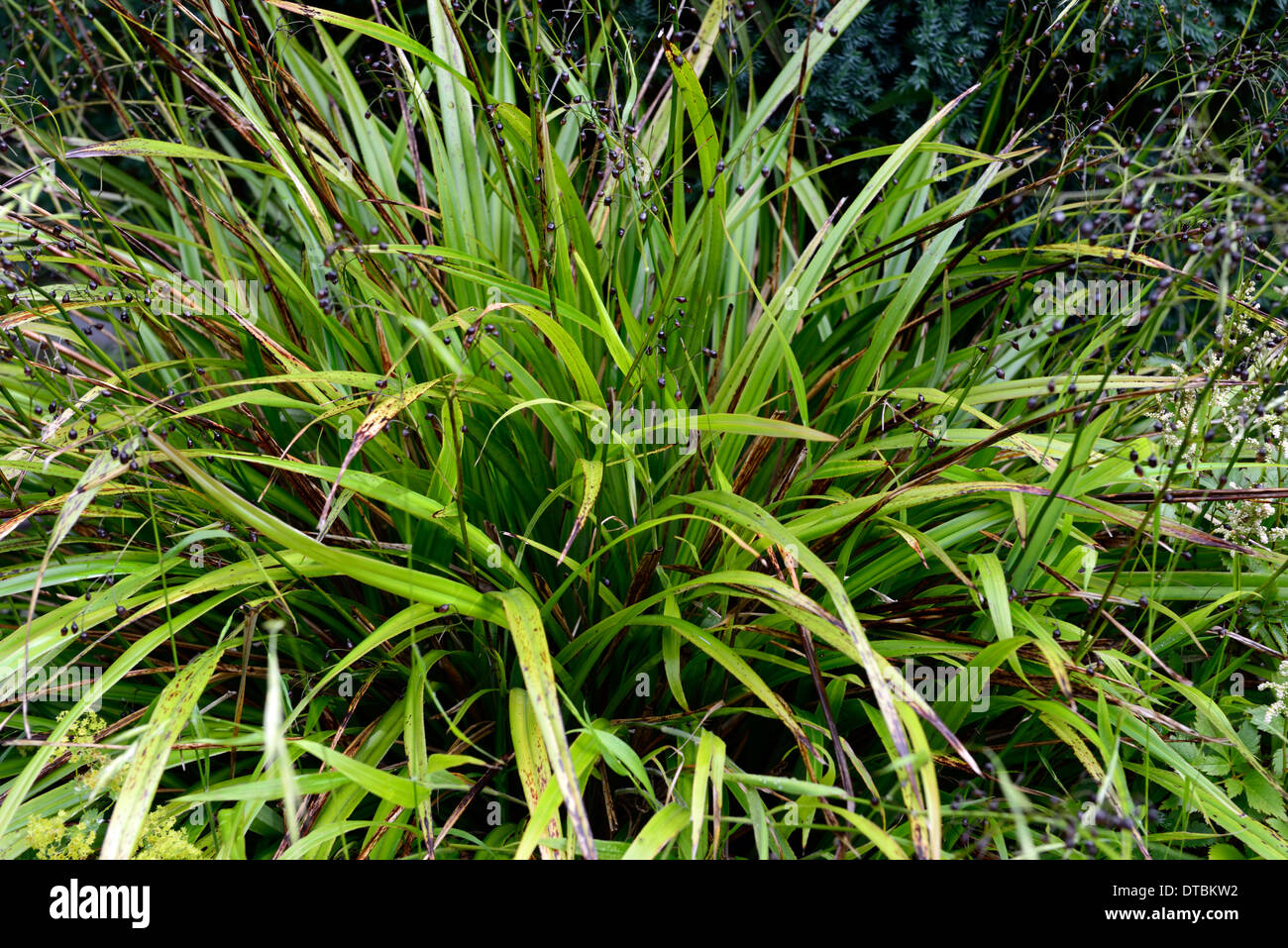 Dianella Tasmanica Tasman Flachs-Lilie grüne Blätter Laub Riemen wie Riemchen mehrjährige lila Beere Beeren Stockfoto