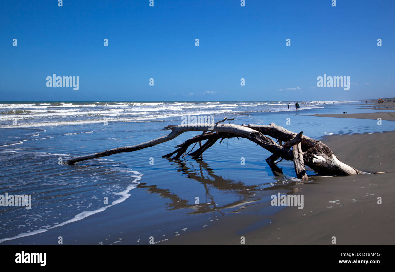 Treibholz auf Otaki Beach, Westküste, Nordinsel, Neuseeland Stockfoto