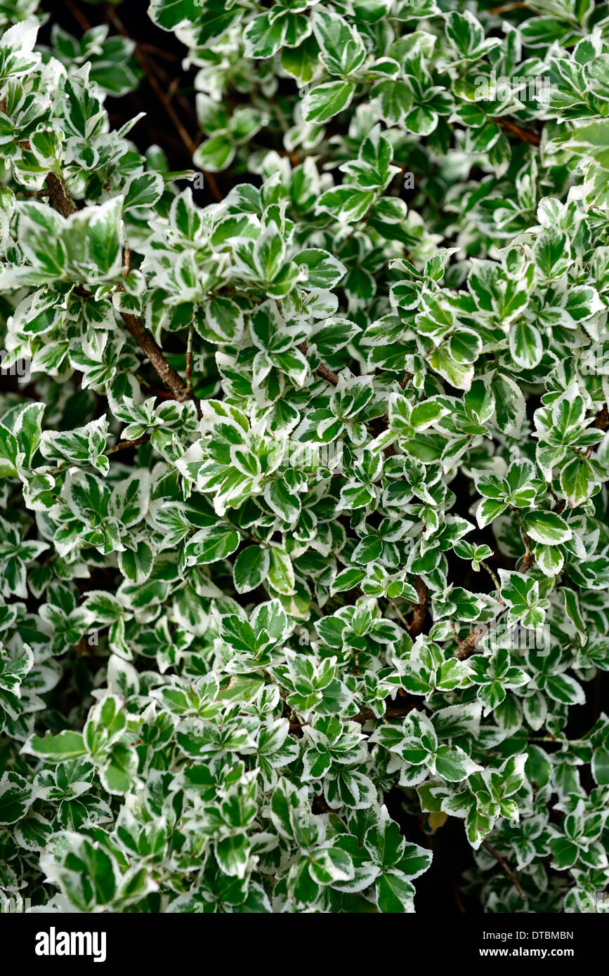 Euonymus Fortunei weiß Silber Königin bunte Laub Blätter immergrüne