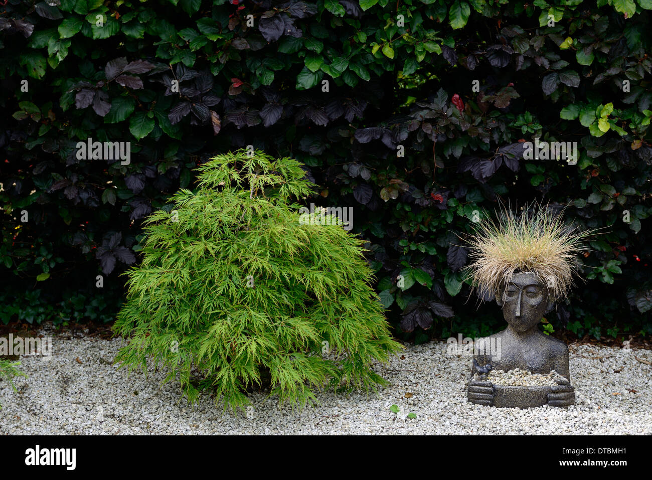 Hedge planting acer Fotos und Bildmaterial in hoher Auflösung Alamy