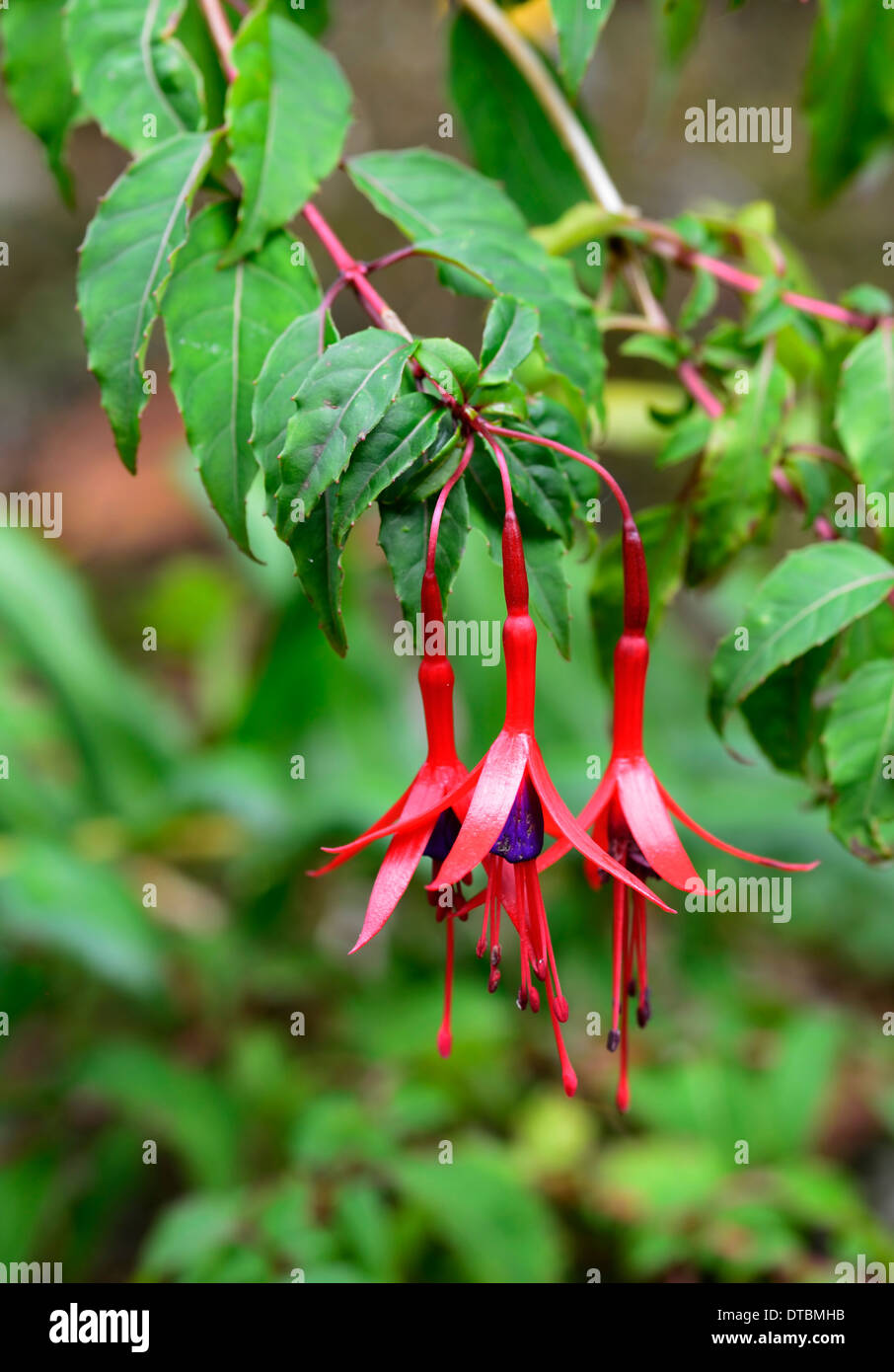 Fuchsie fehlt Versicolour Fuchsien rot lila Anhänger Anhänger Blumen grüne Laub Blätter Zweigen Pflanzenportraits Stockfoto